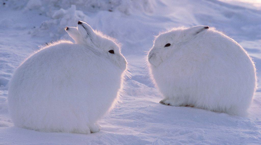 Arctic Hare