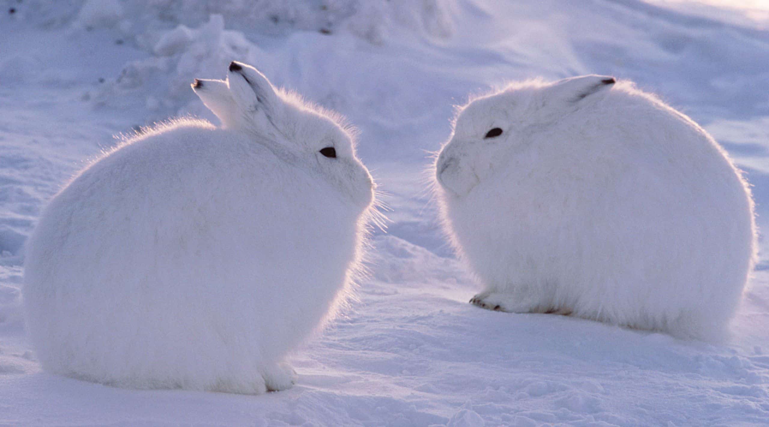 Arctic Hare