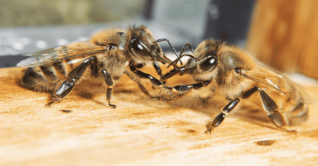 Bees-Duke-It-Ou