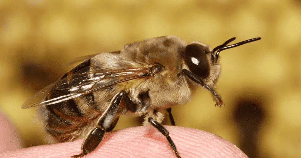 Drone-Bees-