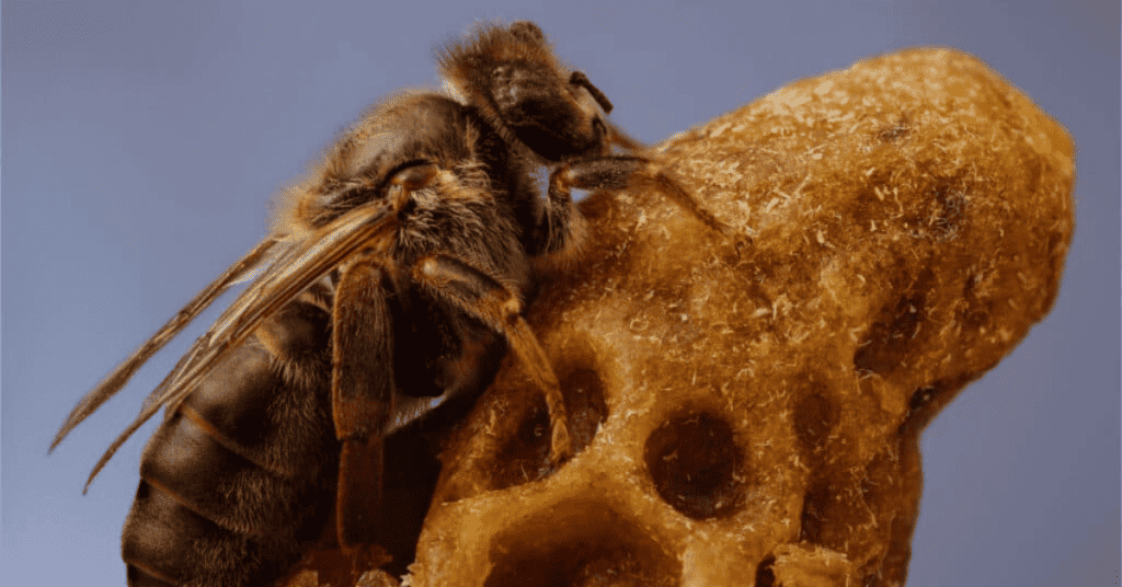 Queen-Bees-hunting-down