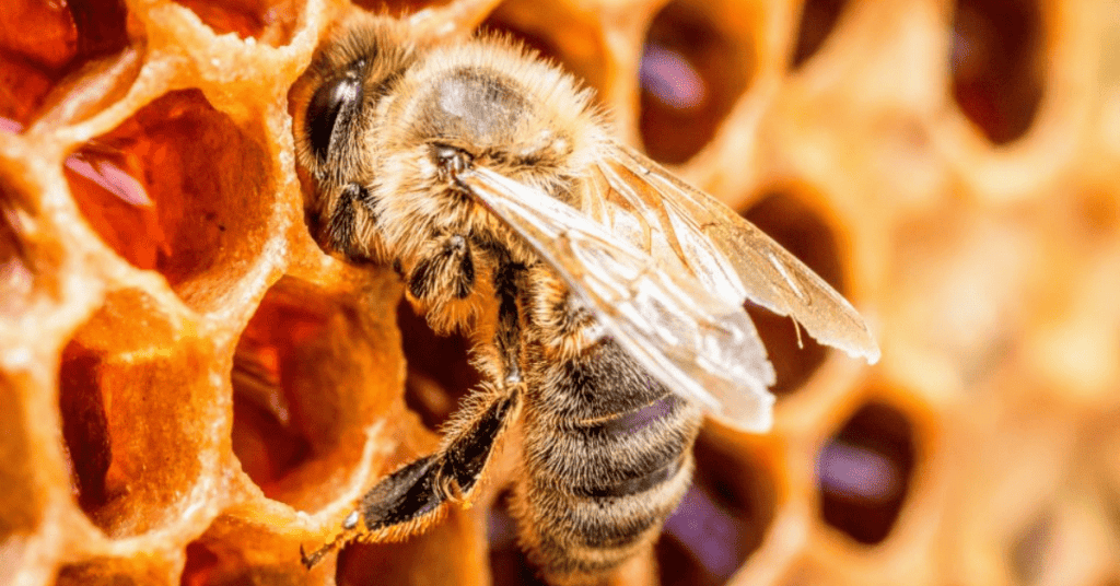 Queen-Bees