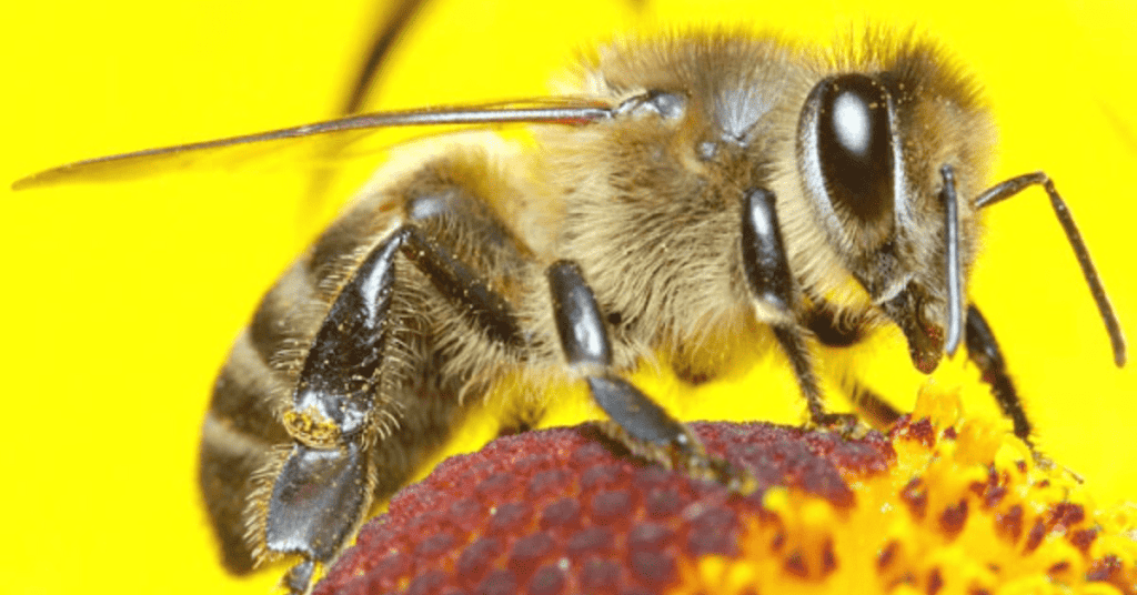 Worker-Bees